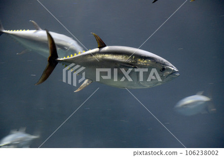 金槍魚 金槍魚 106238002