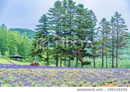 （北海道）金山湖薰衣草園 106238248