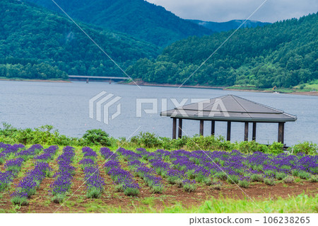 (Hokkaido) Lake Kanayama Lavender Garden 106238265
