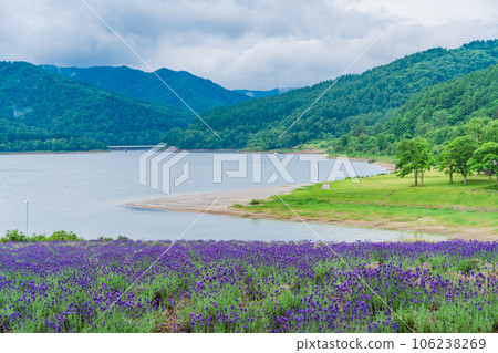 (Hokkaido) Lake Kanayama Lavender Garden 106238269