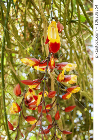 Thunbergia mysolensis (mysolensis) 106238554