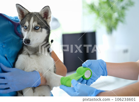 Doctor veterinarian bandaging dog broken paw in clinic 106238601