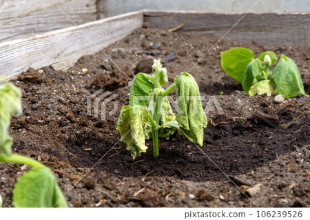 Hot summer dryness destroying cultivated crops. Dehydration of Crop cucumber. Summer season 106239526