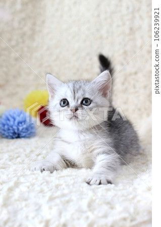 Minuet kitten 1 month and a half old Minuet kitten 1 month and a half old 106239921