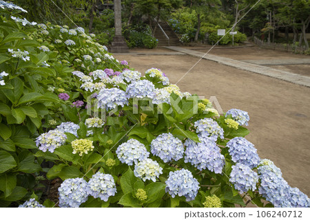 Scenery around Hondoji Temple 106240712