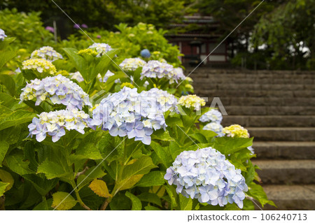 Scenery around Hondoji Temple 106240713
