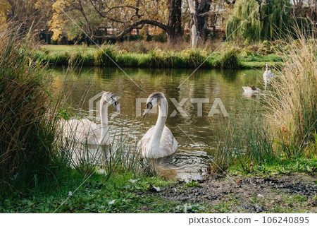 Two white swan couple in love. Wild bird mute swan (Cygnus olor) swim in winter on pond, Czech Republic Europe wildlife 106240895