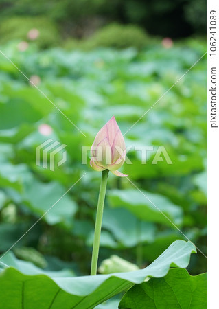 Lotus pond in Machida Yakushiike Park (Machida City, Tokyo) 106241089