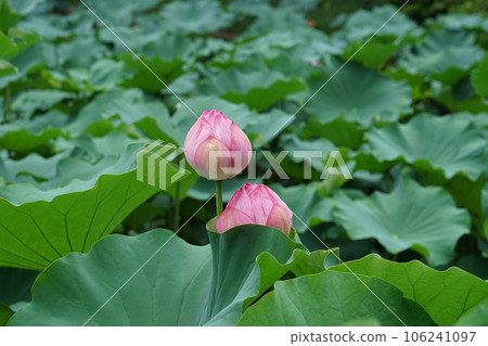 Lotus pond in Machida Yakushiike Park (Machida City, Tokyo) Lotus pond in Machida Yakushiike Park (Machida City, Tokyo) 106241097