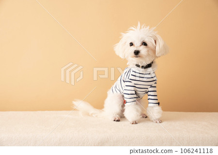 Maltipoo sitting in striped clothes 106241118