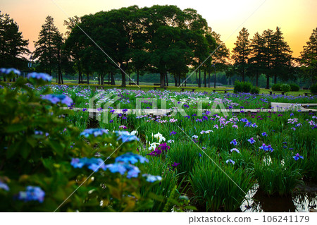 Hanashobu Mizumoto Park Dawn image 106241179