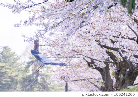 弘前城外護城河的櫻花和藍鷺 106241200