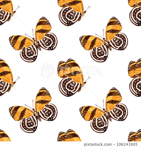 Seamless pattern with orange butterfly-diaethria clymena. Tropical insect. Seamless pattern with orange butterfly-diaethria clymena. Tropical insect. 106241605