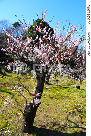 Ume Miwashi (Kanagawa Prefecture: Okurayama Park) 106241690