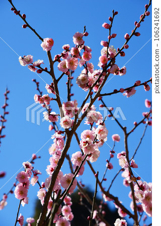 Ume Miwashi (Kanagawa Prefecture: Okurayama Park) 106241692