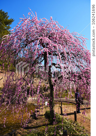 Ume Awaji Weeping (Kanagawa Prefecture: Okurayama Park) Ume Awaji Weeping (Kanagawa Prefecture: Okurayama Park) 106241696