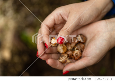 hand sadi in soil-soil flower bulbs. Hand holding a crocus bulb before planting in the ground hand sadi in soil-soil flower bulbs. Hand holding a crocus bulb before planting in the ground 106242705