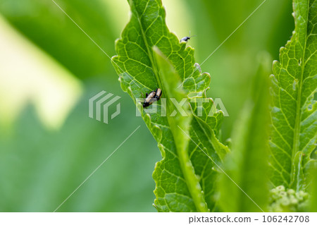 close-up flea beetle black insect with dung on leaf 106242708