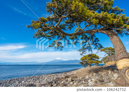 大崎（沼津市）駿河灣、松樹和富士山 106242732