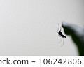 蚊子 106242806