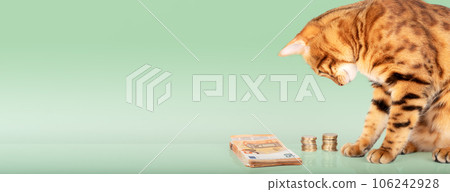 Red cat and a stack of paper money and coins. 106242928