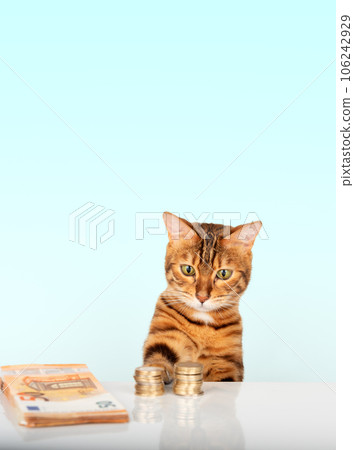 Red cat and a stack of paper money and coins. 106242929
