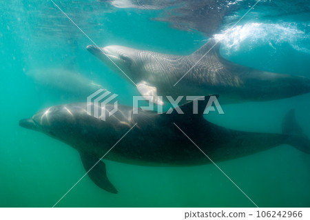 野生海豚 能登島 010 106242966