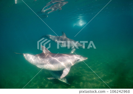 Wild dolphin Notojima 012 106242968