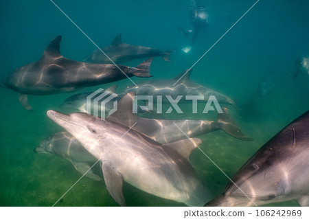 Wild dolphin Notojima 013 Wild dolphin Notojima 013 106242969