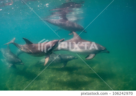 Wild dolphin Notojima 014 Wild dolphin Notojima 014 106242970