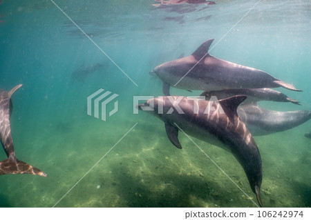 Wild dolphin Notojima 018 Wild dolphin Notojima 018 106242974