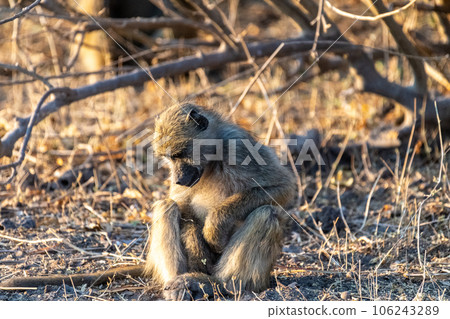 Baboon family in Chobe Baboon family in Chobe 106243289