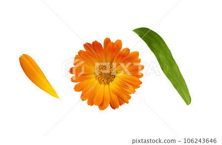 Calendula officinalis flower isolated on white background. Yellow marigold flower blossom and petals for design. 106243646
