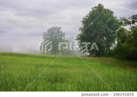 foggy countryside scenery at sunrise. trees and grassy meadow in morning mist. mysterious cloudy weather in summertime foggy countryside scenery at sunrise. trees and grassy meadow in morning mist. mysterious cloudy weather in summertime 106243859