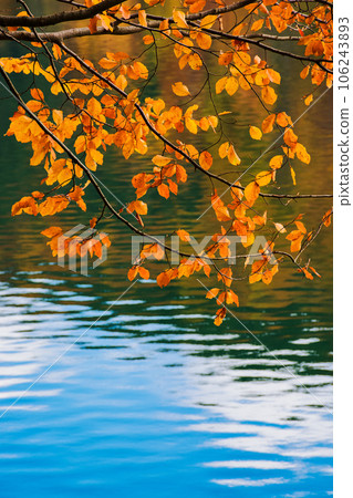 colorful foliage in autumn forest. foliage above the rippled water with reflections. beautiful nature background colorful foliage in autumn forest. foliage above the rippled water with reflections. beautiful nature background 106243893
