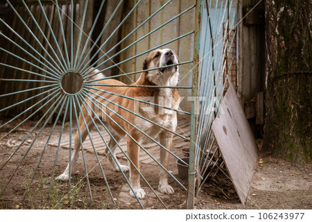 dog Alabai behind the fence guards the territory of a country house. The concept of animal care and rabies prevention dog Alabai behind the fence guards the territory of a country house. The concept of animal care and rabies prevention 106243977