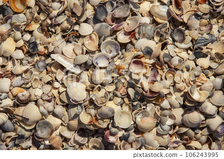 texture of seashells on the seashore texture of seashells on the seashore 106243995