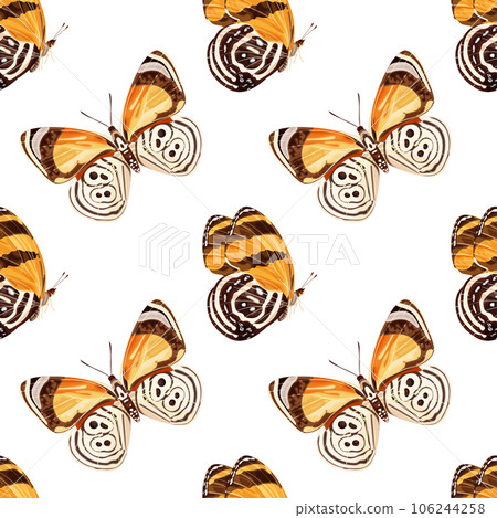 Seamless pattern with orange butterfly -diaethria clymena. Tropical insect. Seamless pattern with orange butterfly -diaethria clymena. Tropical insect. 106244258