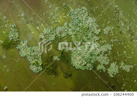 background, texture - surface covered with lichens and moss 106244400