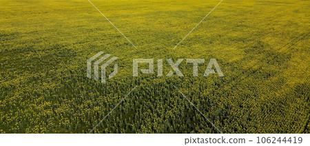 The breathtaking beauty of a sunflower-filled farm field unfolds from an aerial perspective on a hot summer day. The breathtaking beauty of a sunflower-filled farm field unfolds from an aerial perspective on a hot summer day. 106244419