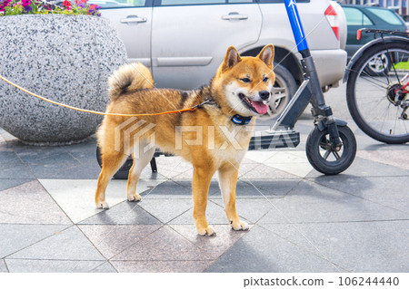 shiba inu dog in urban environment shiba inu dog in urban environment 106244440