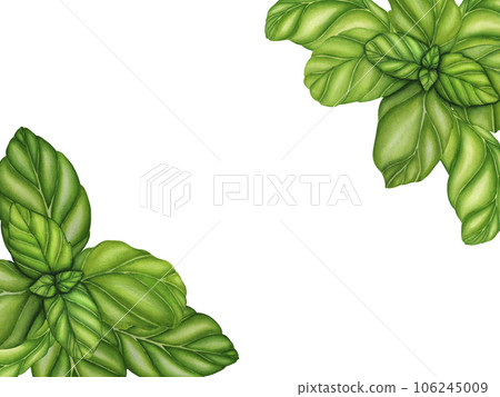Watercolor frame basil branch with green leaves. Hand drawn botanical illustration isolated on white background. Spices herbs element for food recipes, labels, banners 106245009
