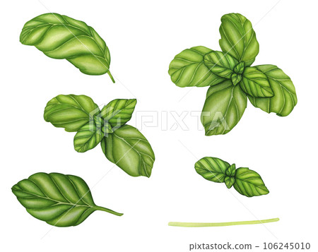 Watercolor basil branch with green leaves. Hand drawn botanical illustration isolated on white. Spices herbs element for food recipes, labels, banners 106245010