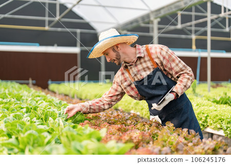 Happy male gardener smiling inspects quality of green vegetable in greenhouse gardener. Young horticulturist farmer cultivate healthy nutrition organic salad vegetables in hydroponic farming 106245176