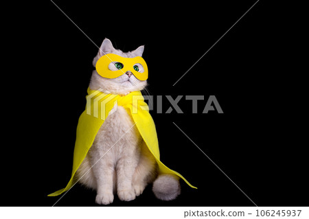 Funny white cat in a yellow superhero costume, sits on black background Funny white cat in a yellow superhero costume, sits on black background 106245937