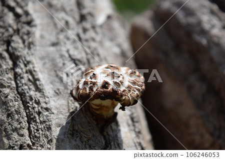 Mushroom log cultivation 106246053