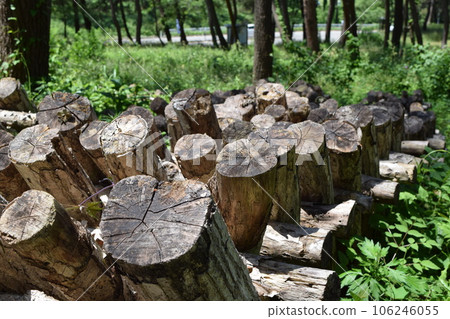 Mushroom log cultivation 106246055