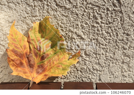 Fallen leaves 106246070