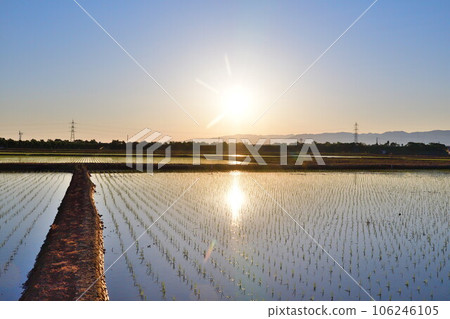 Rice planting image Rice planting image 106246105