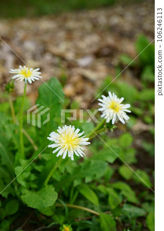 4929 白花蒲公英 4929 白花蒲公英 106246113